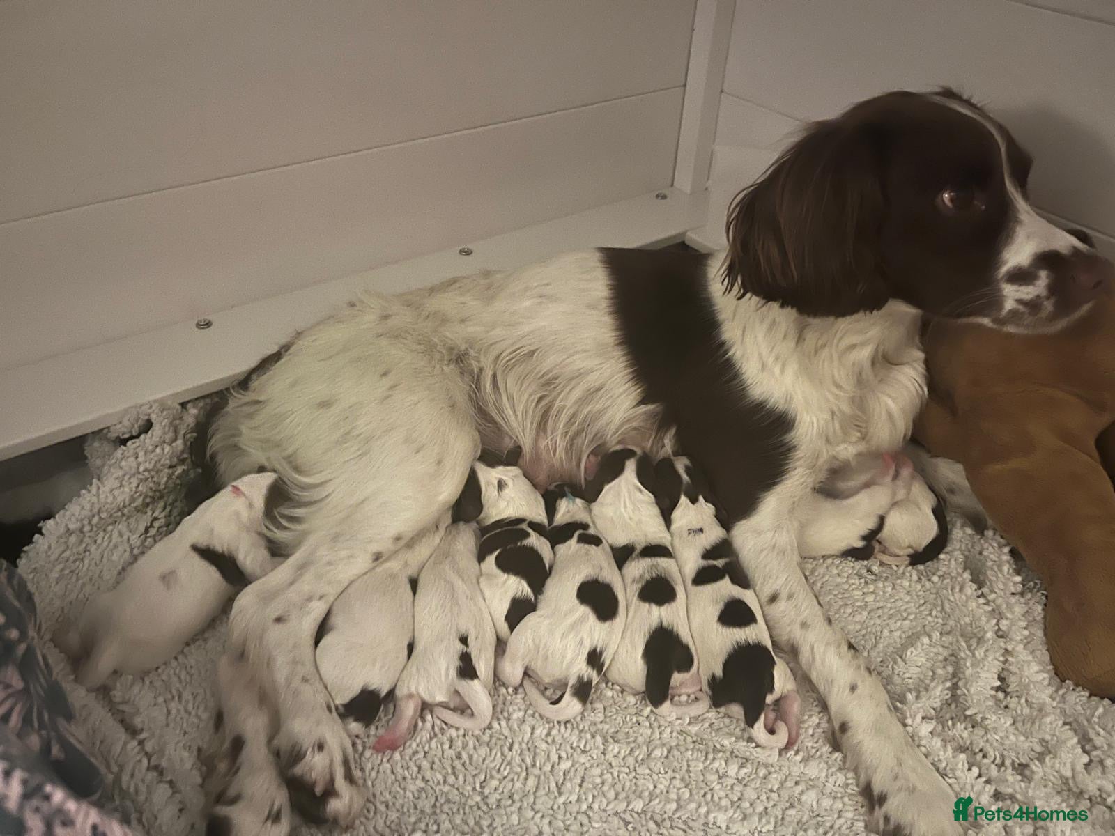English Springer Spaniel dogs Exceptional English Springer Spaniel - Advert 2