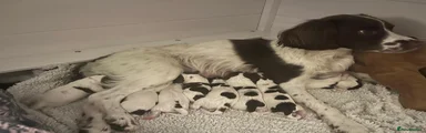 English Springer Spaniel 7