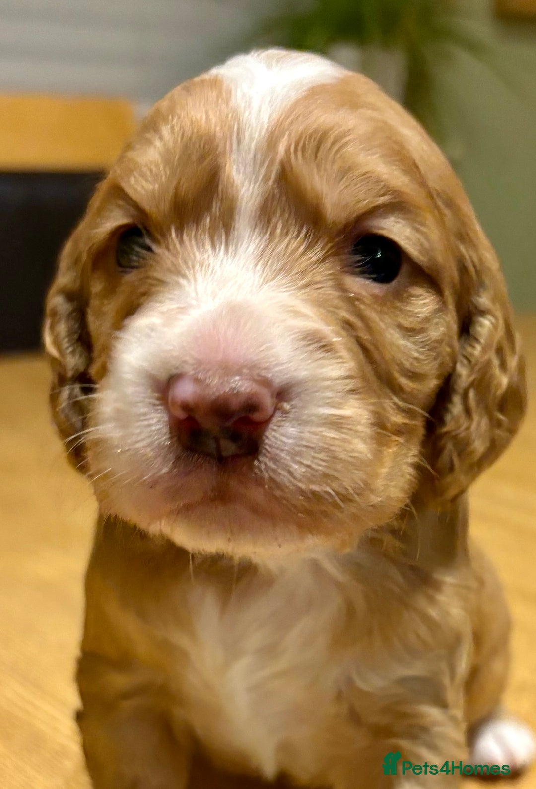 Cocker Spaniel dogs for sale: Gorgeous Cocker Spaniel Puppies - Advert 8