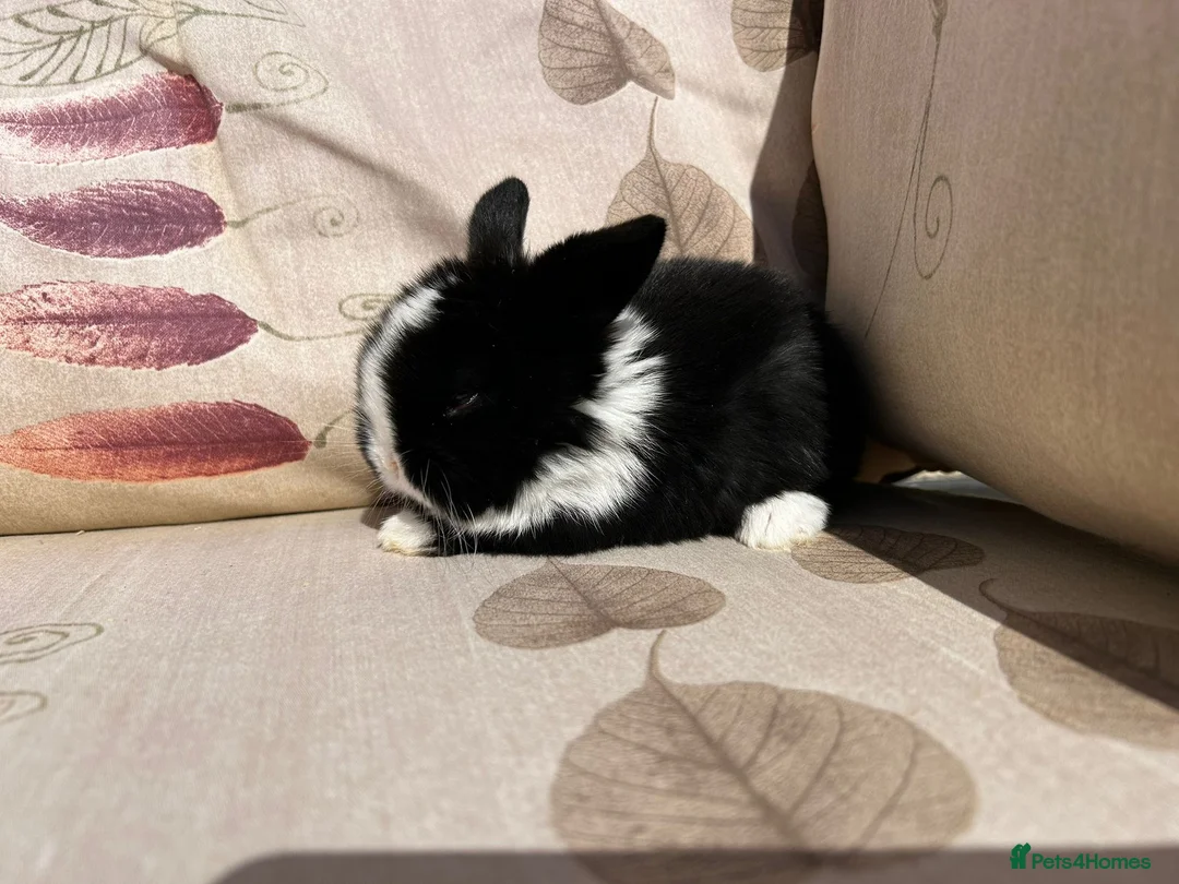 Lionhead rabbits for sale: 7 baby bunnies  - Advert 1