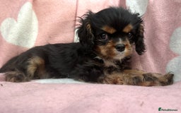 Cavalier King Charles Spaniel dogs for sale: KC Cavalier King Charles puppy - Image 3