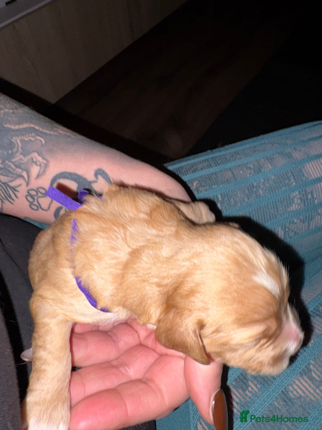 Cockapoo dogs for sale: Outstanding fb1 cockapoo puppies - Advert 4