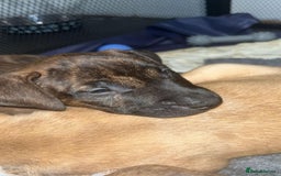 Mixed Breed dogs for sale: puppies of an english bull terrier/America bulldog - Image 4
