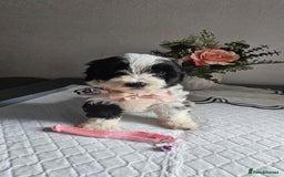 Cavapoo dogs for sale: Adorabile Cavapo Puppies  - Image 7