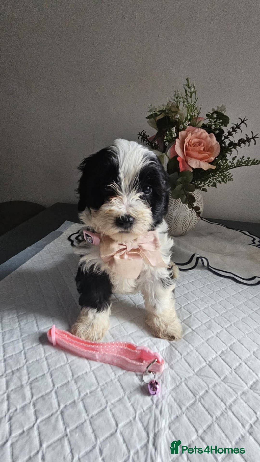 Cavapoo dogs for sale: Adorabile Cavapo Puppies  - Image 7