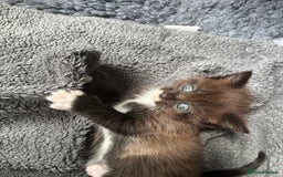 Ragdoll cats for sale: Beautiful cross ragdoll kittens  - Image 10