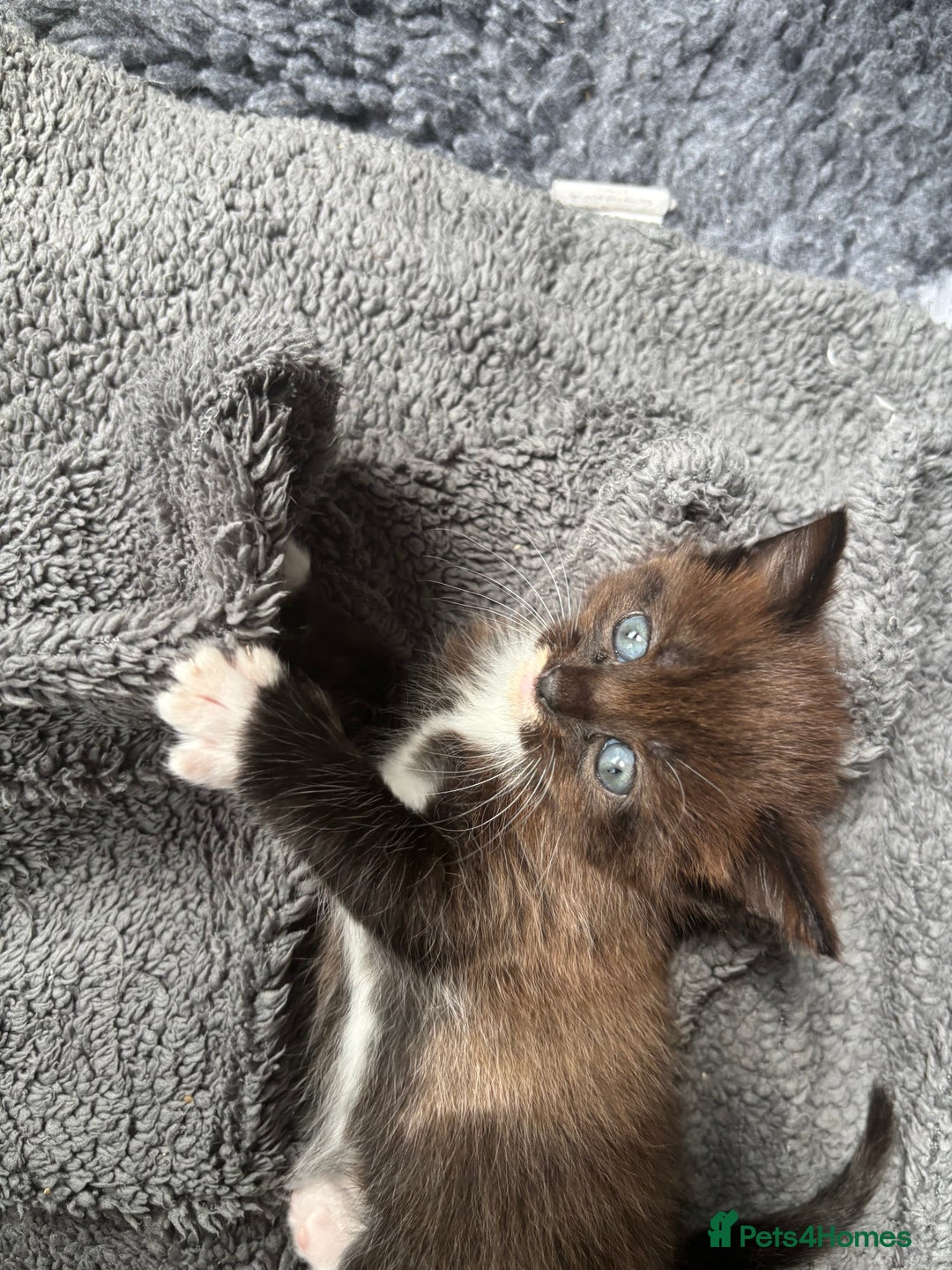 Ragdoll cats for sale: Beautiful cross ragdoll kittens  - Image 10
