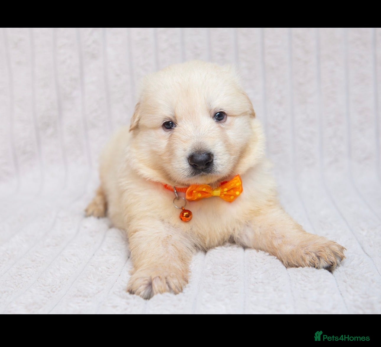 German Shepherd dogs EXCEPTIONAL WHITE GERMAN SHEPHERD PUPPIES FOR SALE - Advert 2