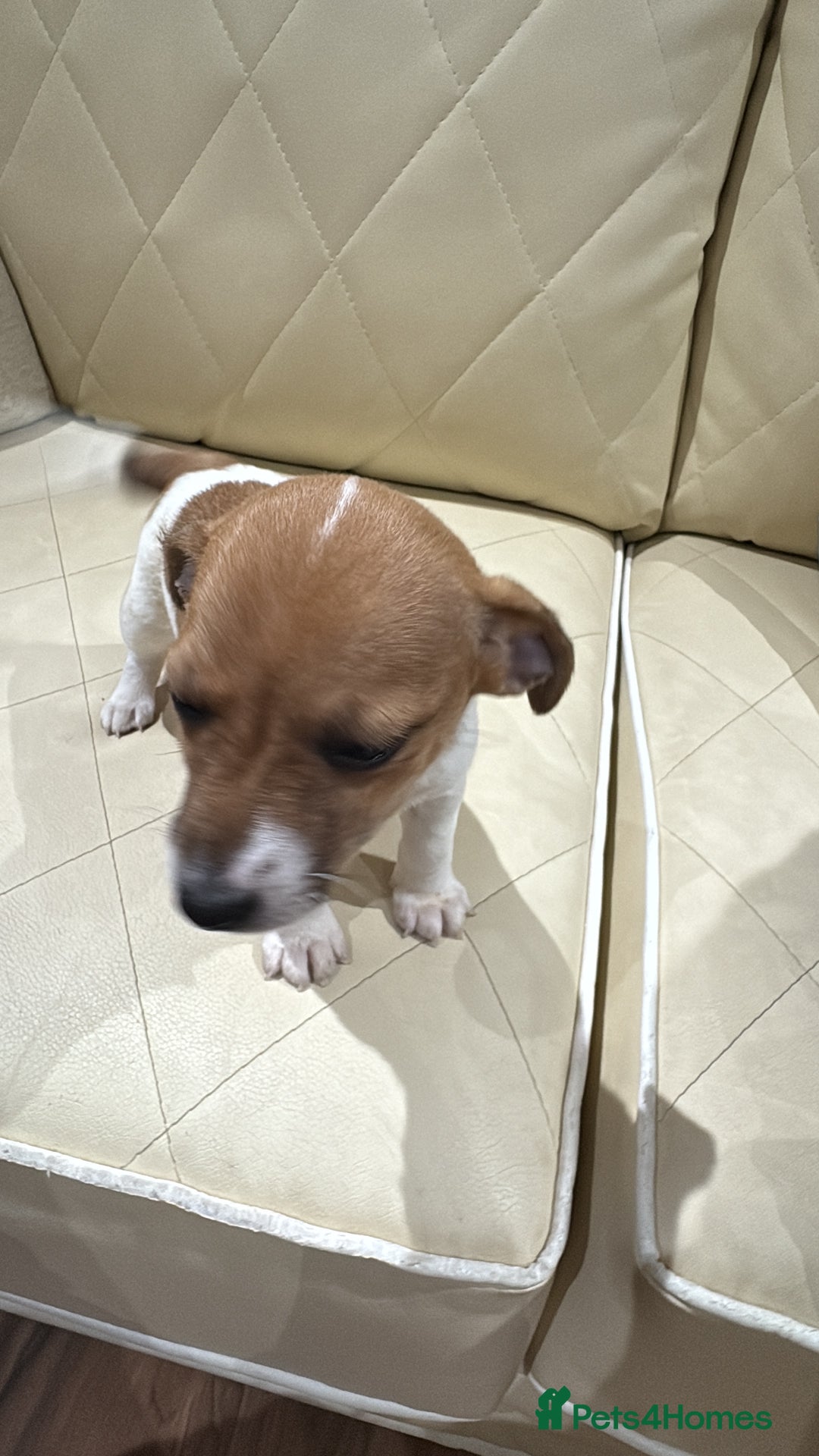 Jack Russell dogs for sale: Jack Russell - Advert 10