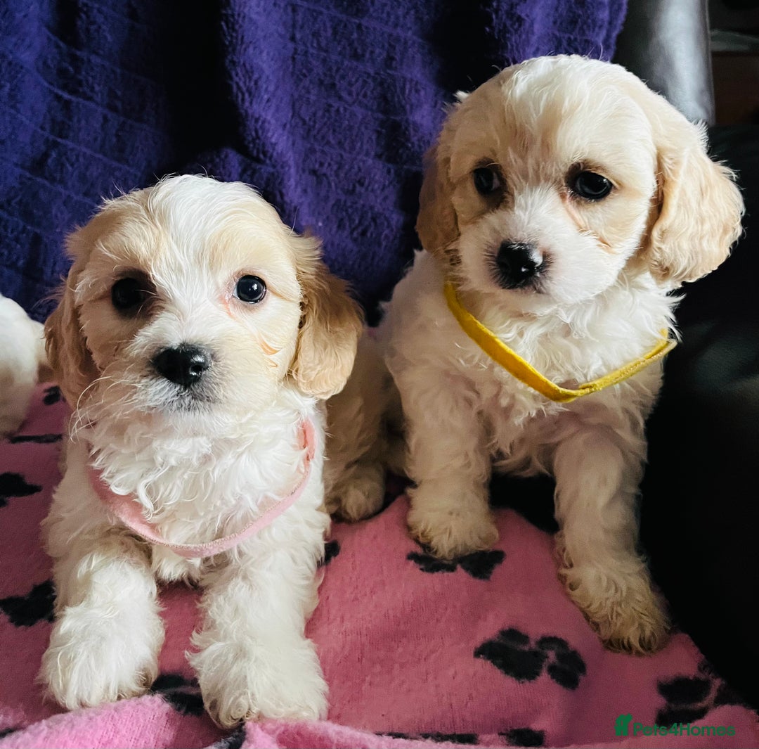 Cavachon dogs for sale: Cute Cavachon puppies  - Image 7