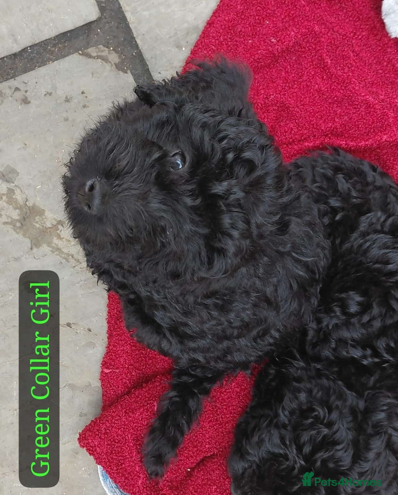 Cockapoo dogs READY TO GO 5* F2B Merle Cockapoos  - Advert 2
