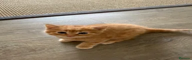 Ginger Male