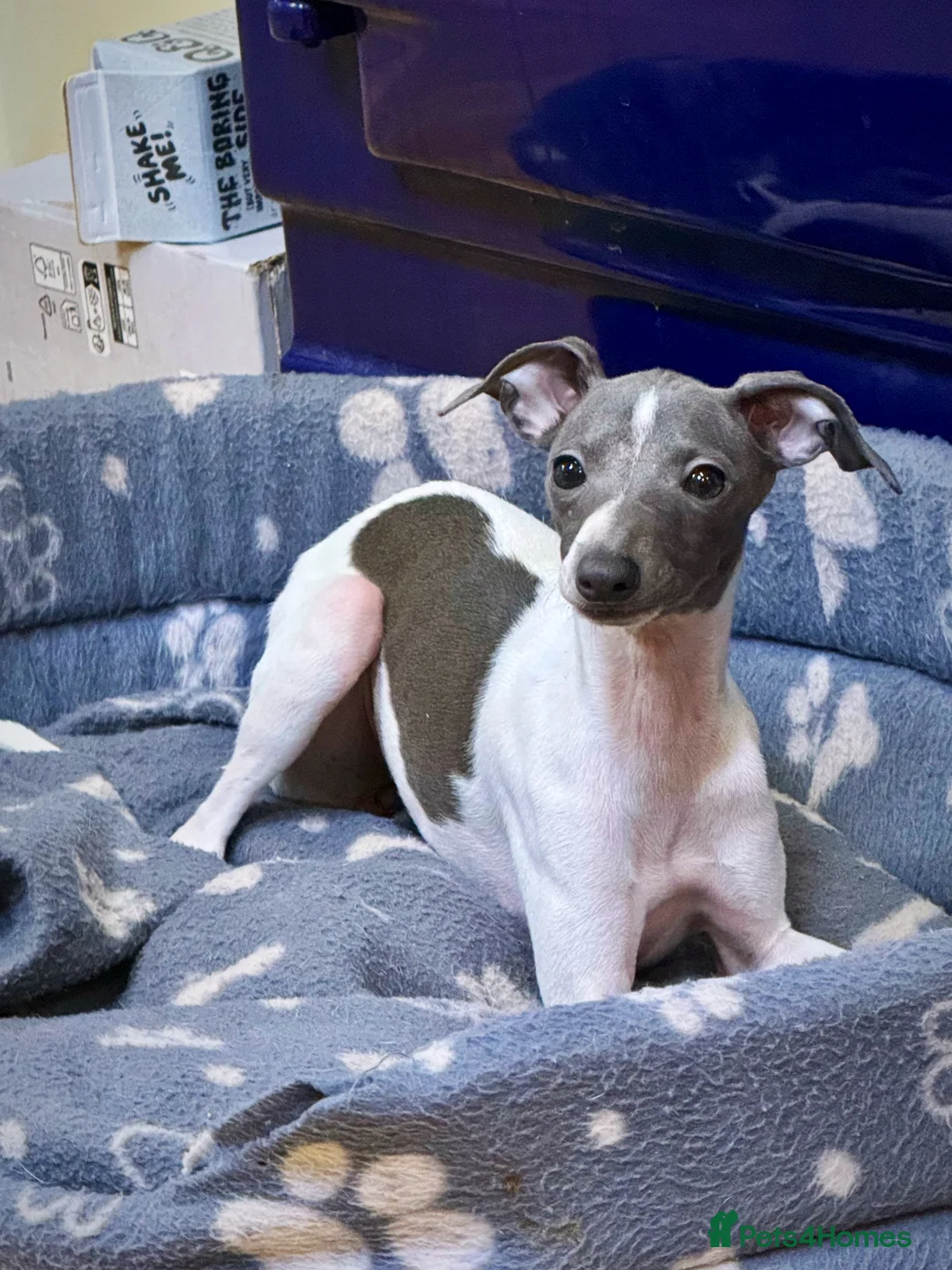 Italian Greyhound dogs for sale: Outstanding repeat mating litter ONE FEMALE LEFT - Advert 1