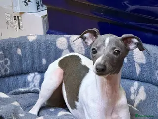 Italian Greyhound dogs Outstanding repeat mating litter ONE FEMALE LEFT - Advert 4