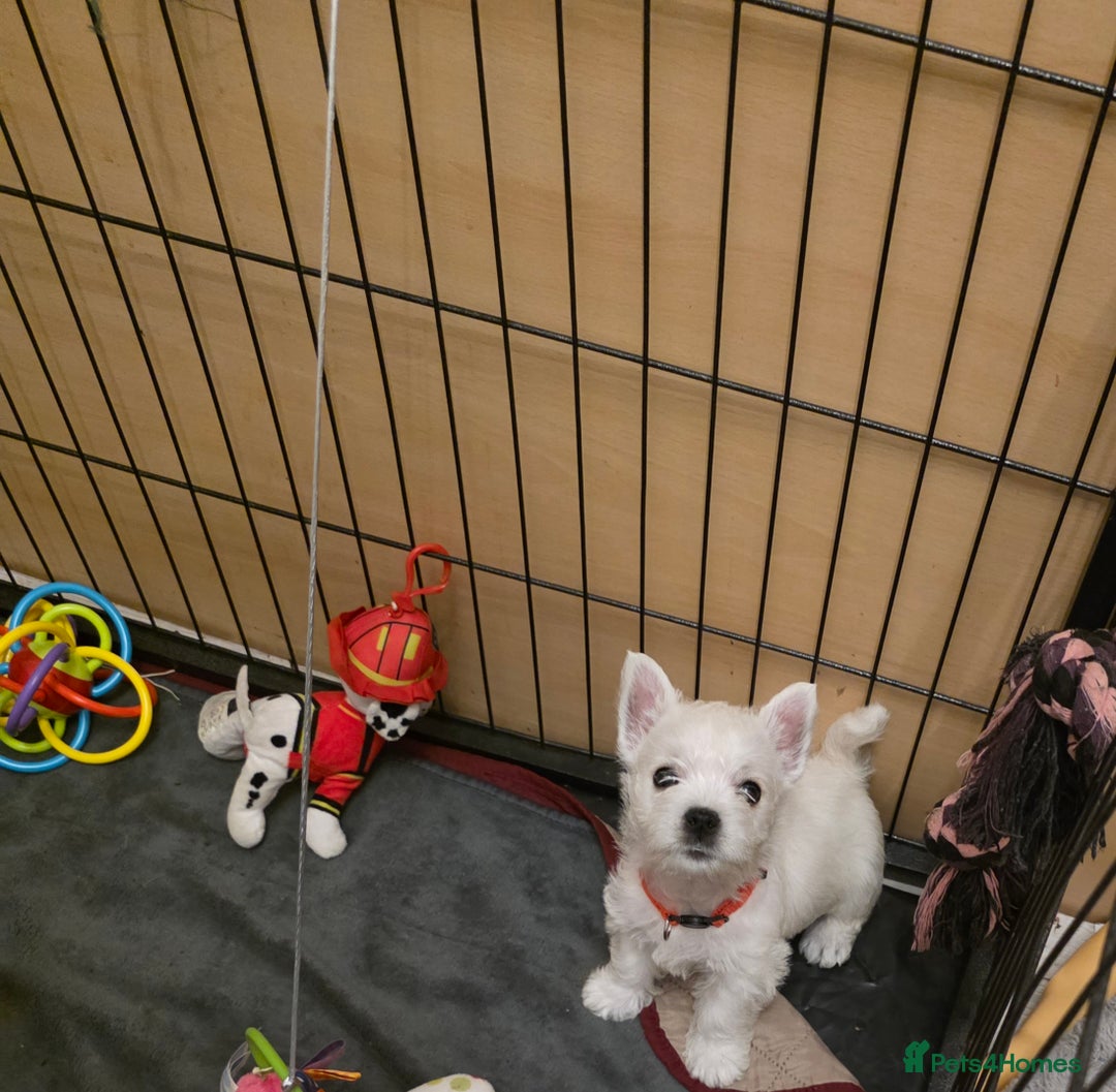 West Highland Terrier dogs for sale: Pure Westies Kc registered  - Advert 14