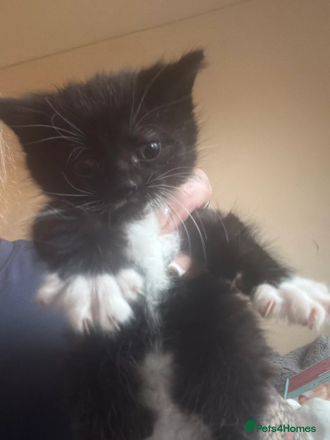 Mixed Breed cats for sale: Kittens  - Advert 2