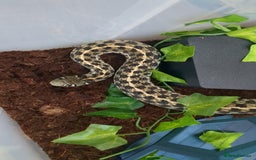 Garter Snake reptiles for sale: Gorgeous garter snake - Image 5