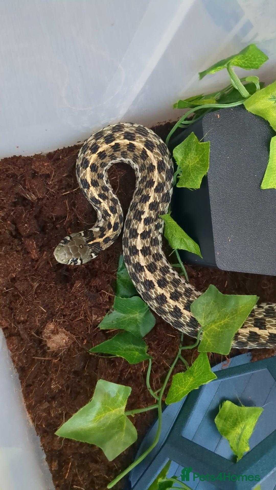 Garter Snake reptiles for sale: Gorgeous garter snake - Image 5