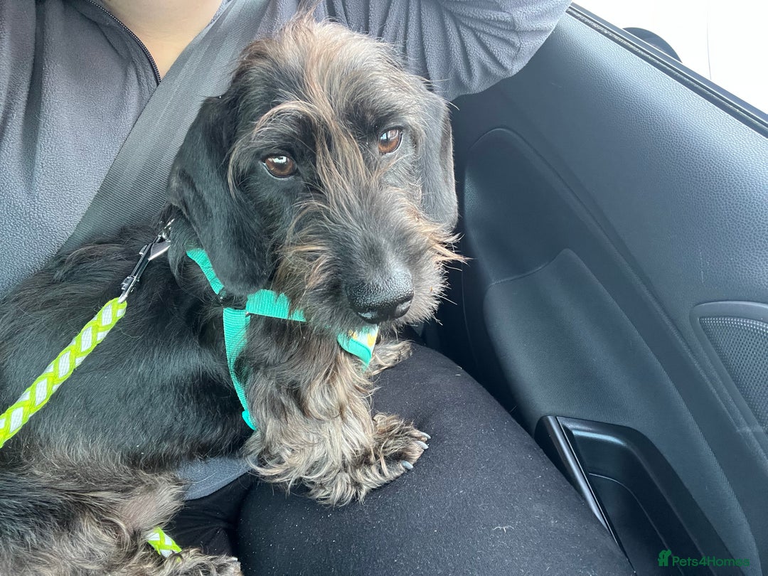 Miniature Dachshund dogs for sale: ROSS MINIATURE WIRE HAIR MALE solid black  - Advert 8