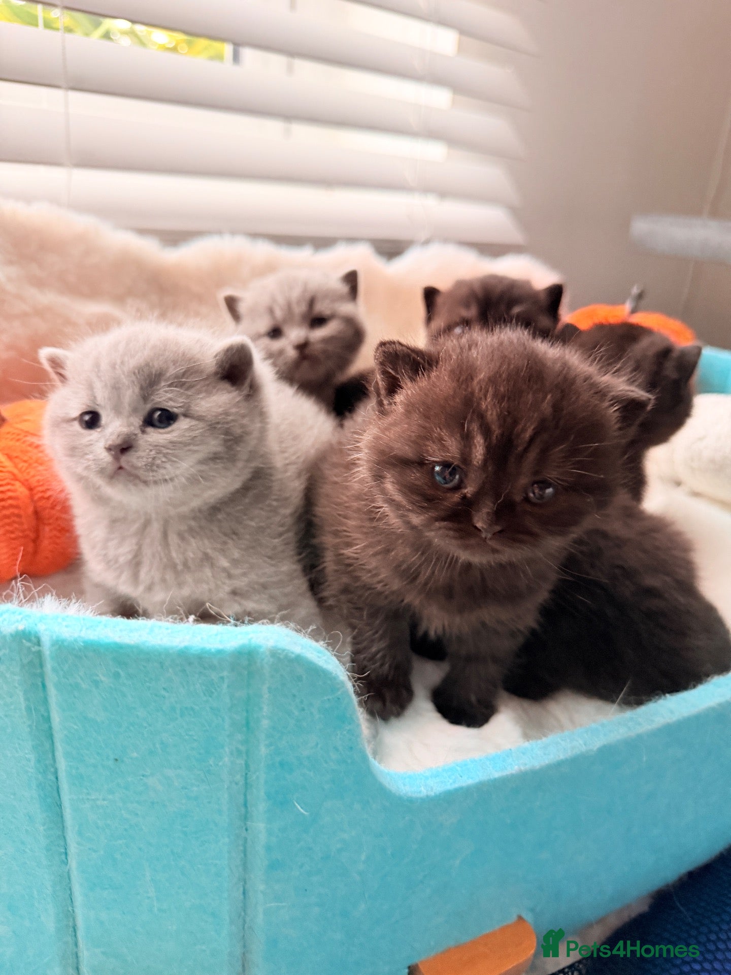 British Shorthair cats 🏆Champions line🏆BSH Kittens Tica reg  - Advert 1