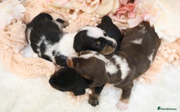 Miniature Dachshund dogs for sale: KC Miniature Dachshund Puppies - Image 18