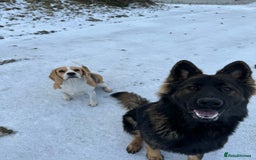 German Shepherd dogs for sale: Working line German shepherd  - Image 12