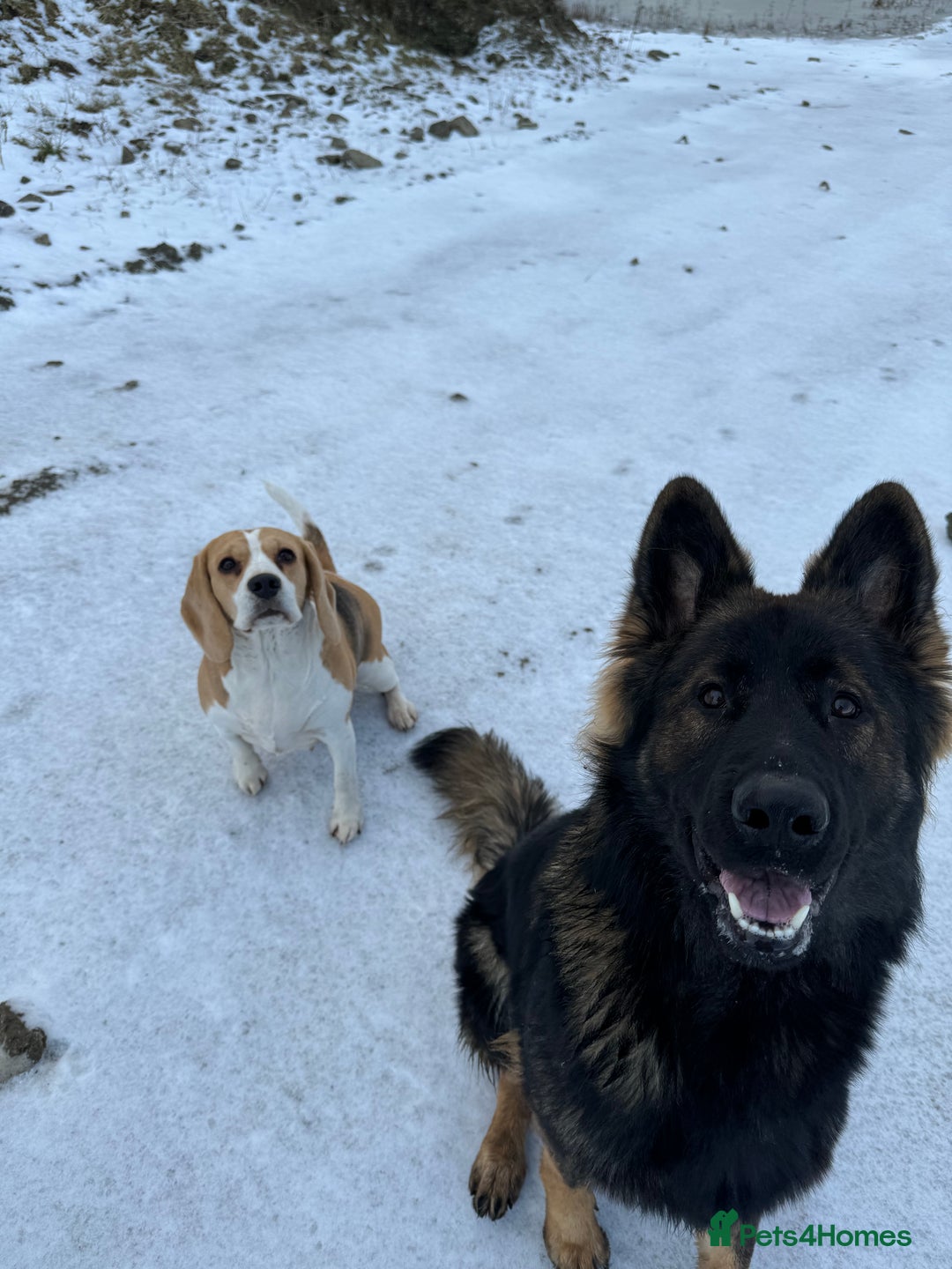 German Shepherd dogs for sale: Working line German shepherd  - Image 12