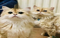 British Longhair cats for sale: 🐾🤩❤️Gold Angels - tiny stars 🐾❤️🐱 - Image 6