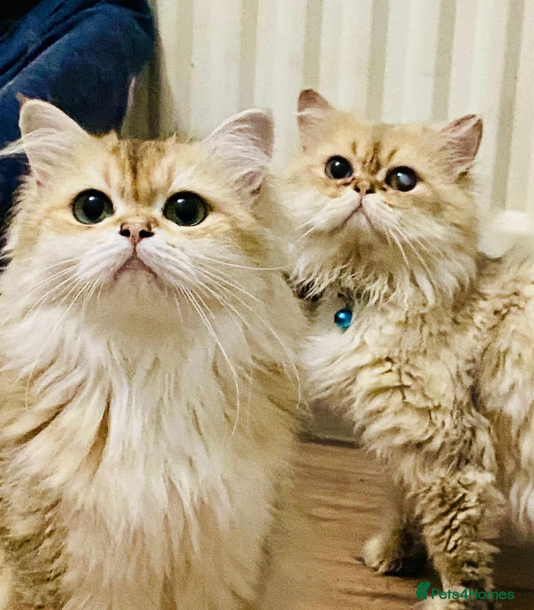 British Longhair cats for sale: 🐾🤩❤️Gold Angels - tiny stars 🐾❤️🐱 - Image 6
