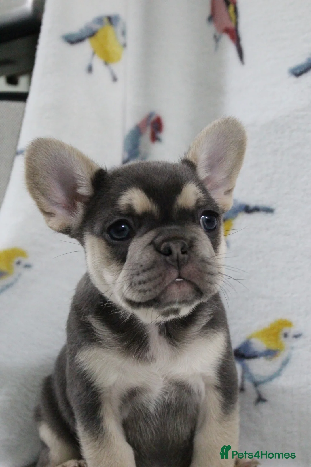 French Bulldog dogs for sale: French Bulldog puppies - Advert 8