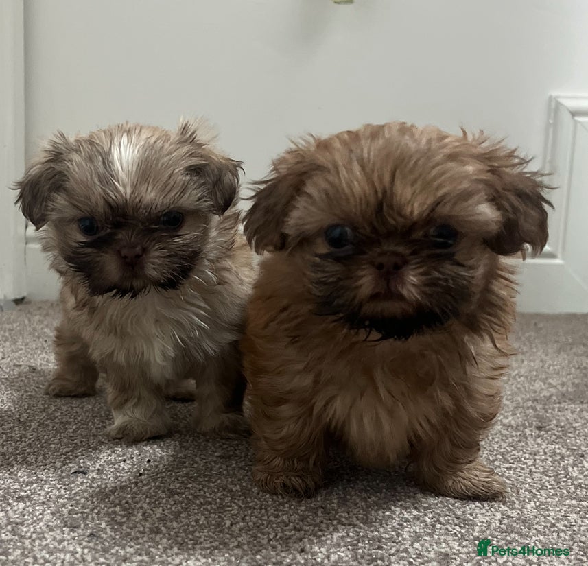 Shih Tzu dogs ✨Shih Tzu puppies ✨ - Advert 12