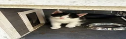 Persian cats for sale: Kitten - Advert 6
