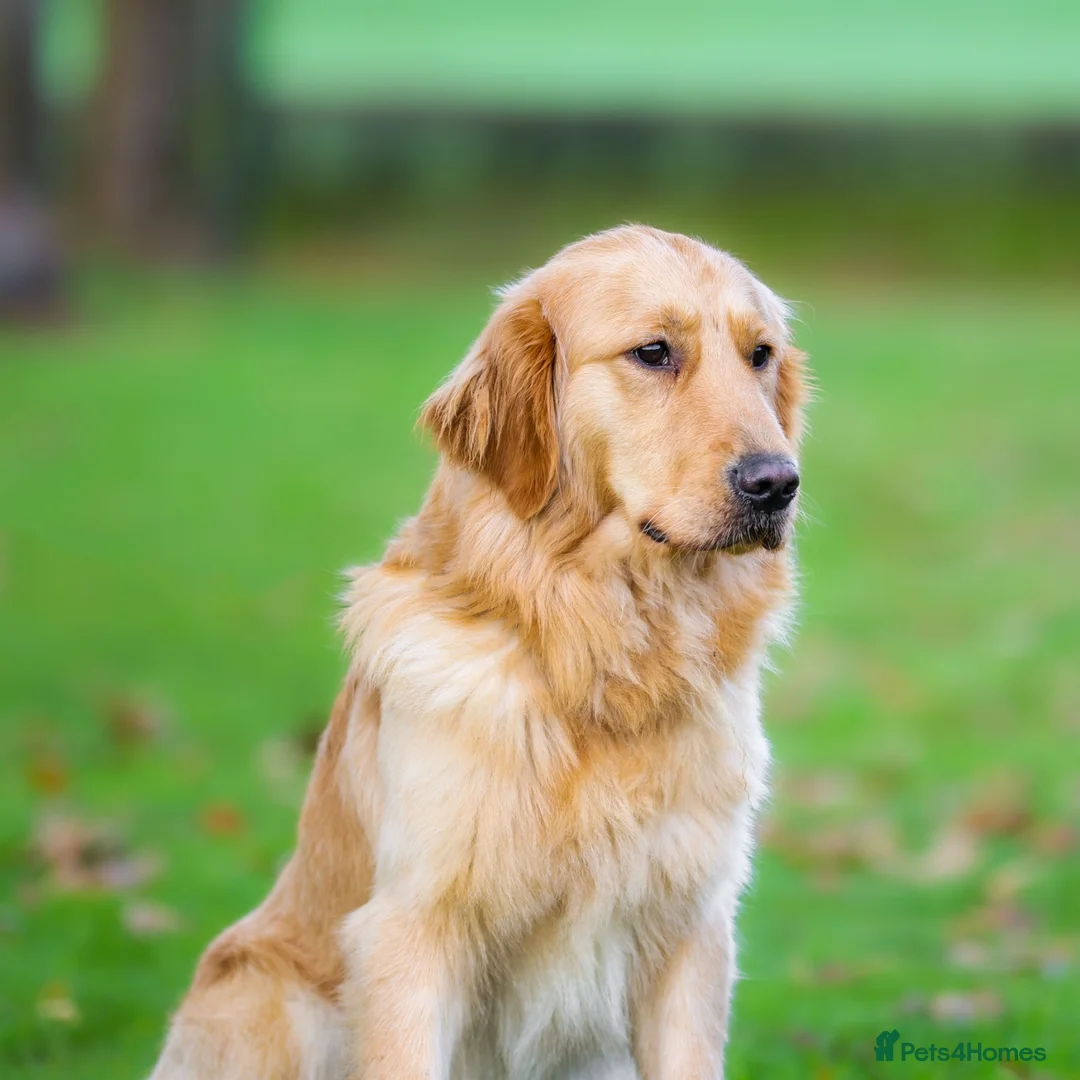 Golden Retriever dogs for sale: Unique Unna - Advert 2