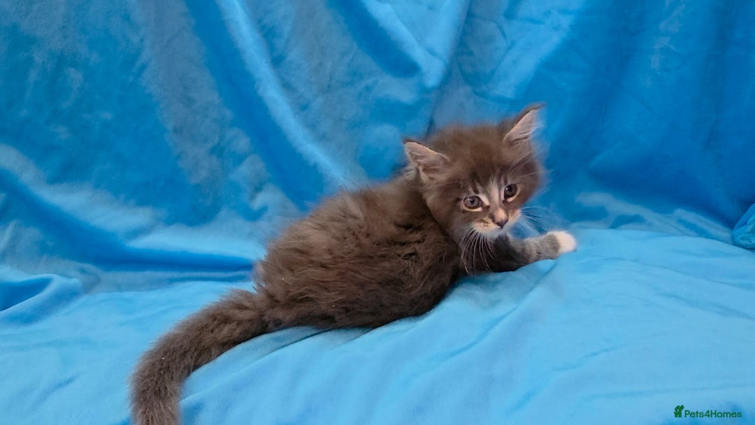 Maine Coon cats for sale: Ready December TICA beautiful Maine Coon Kittens  - Image 13