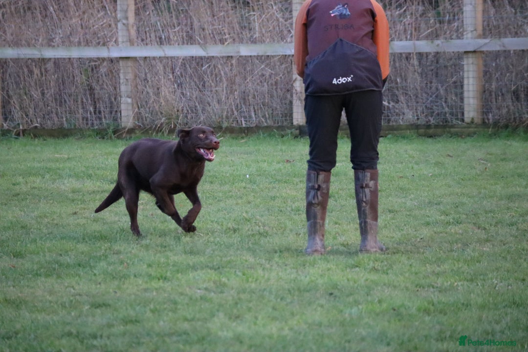 Labrador Retriever dogs for sale: Chocolate lab female  - Advert 17
