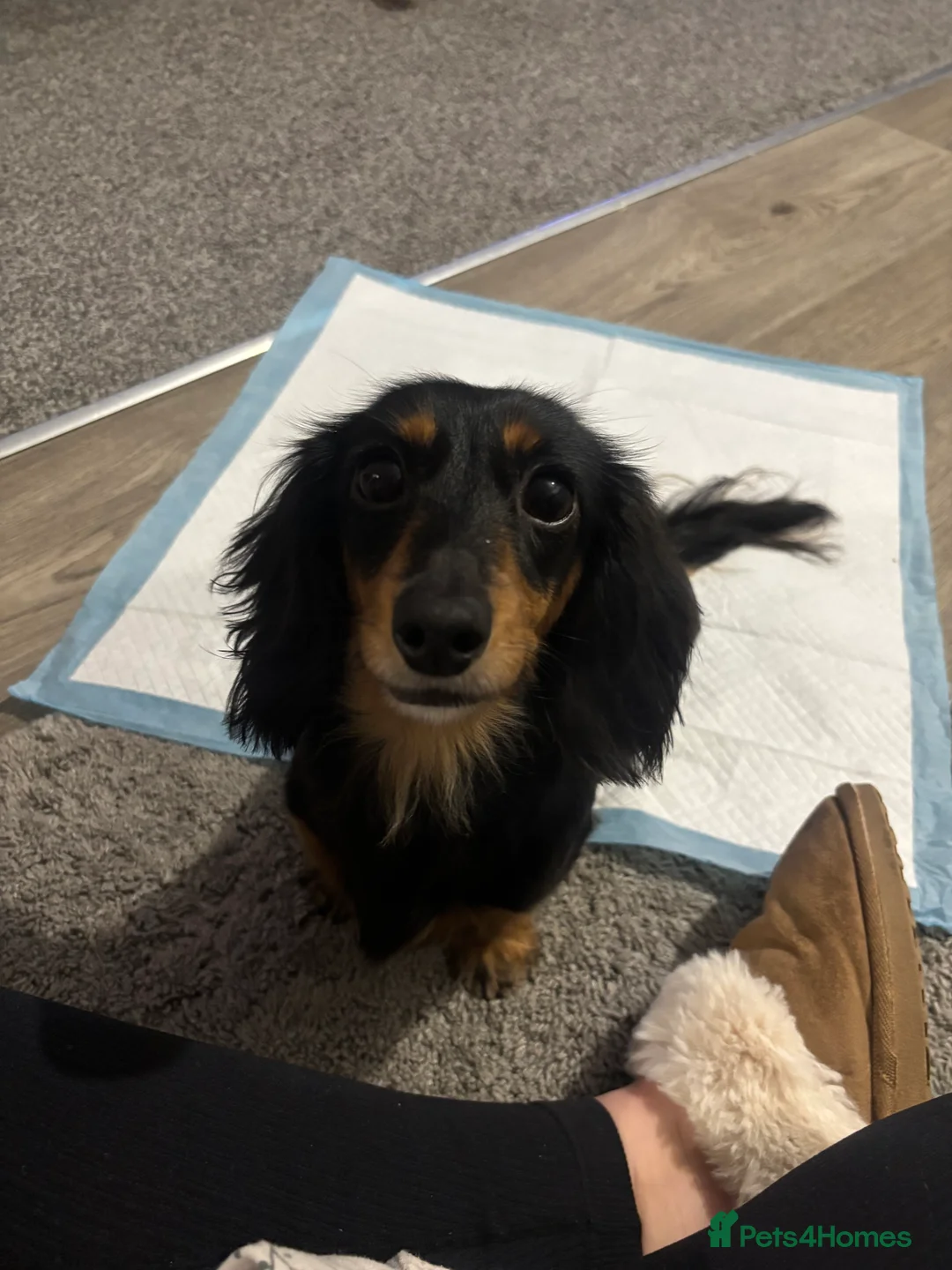 Dachshund dogs for sale: Male chocolate & tan miniature daschund   - Advert 6