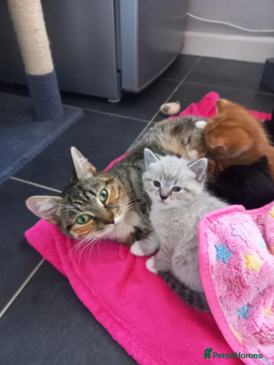 Mixed Breed cats for sale: 4 tabby kittens - Advert 1