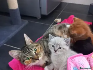 Mixed Breed cats 4 tabby kittens - Advert 1
