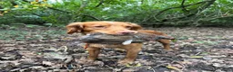 Cocker Spaniel dogs for stud: Milk Hobnob ‘Crumpet’ for Stud  in Bridport - Advert 9