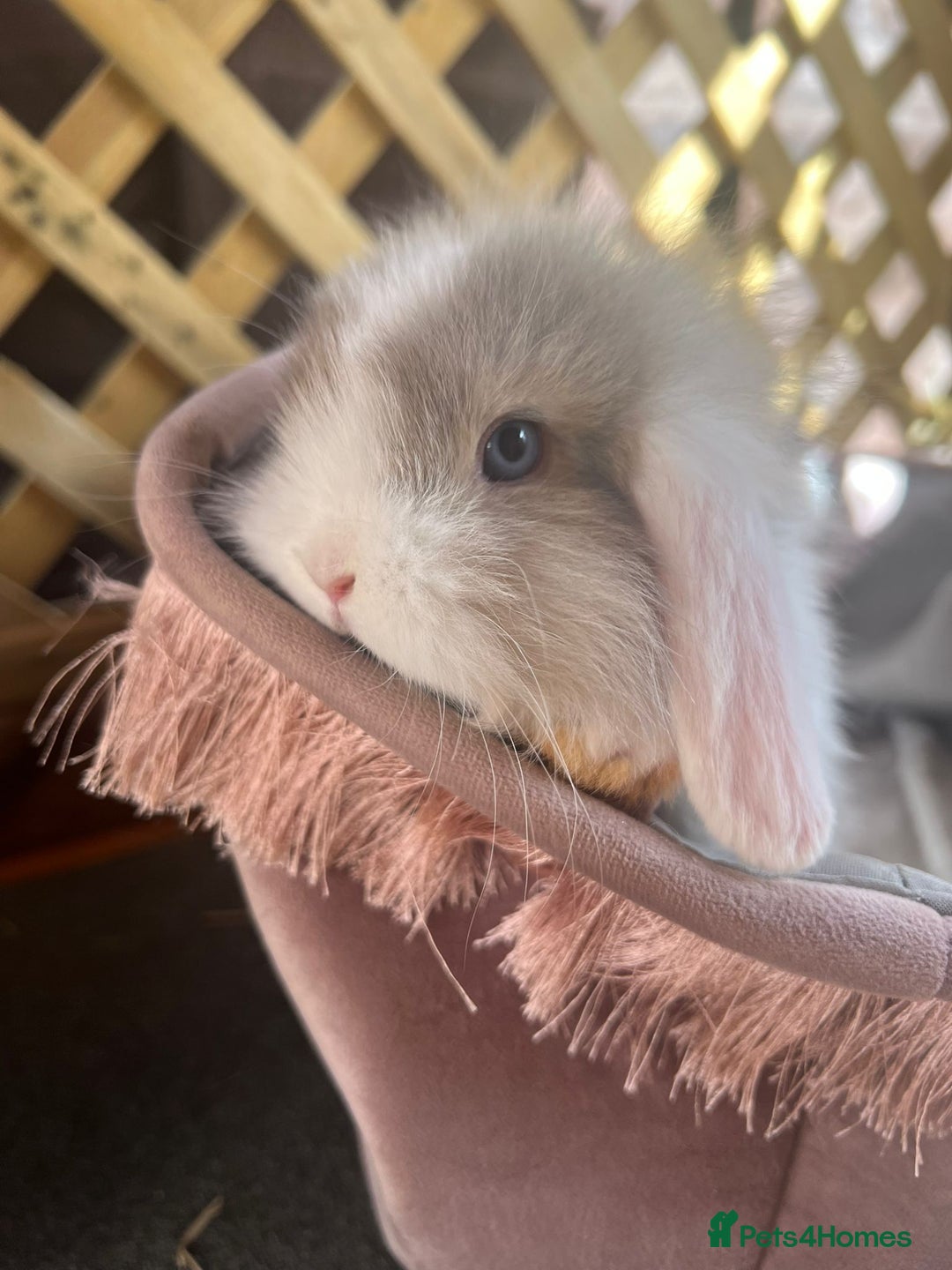 Mixed Breed rabbits for sale: Baby Rabbits for sale - Image 1