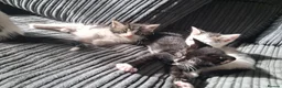 Mixed Breed cats for sale: Beautiful friendly kittens looking for loving home - Advert 7