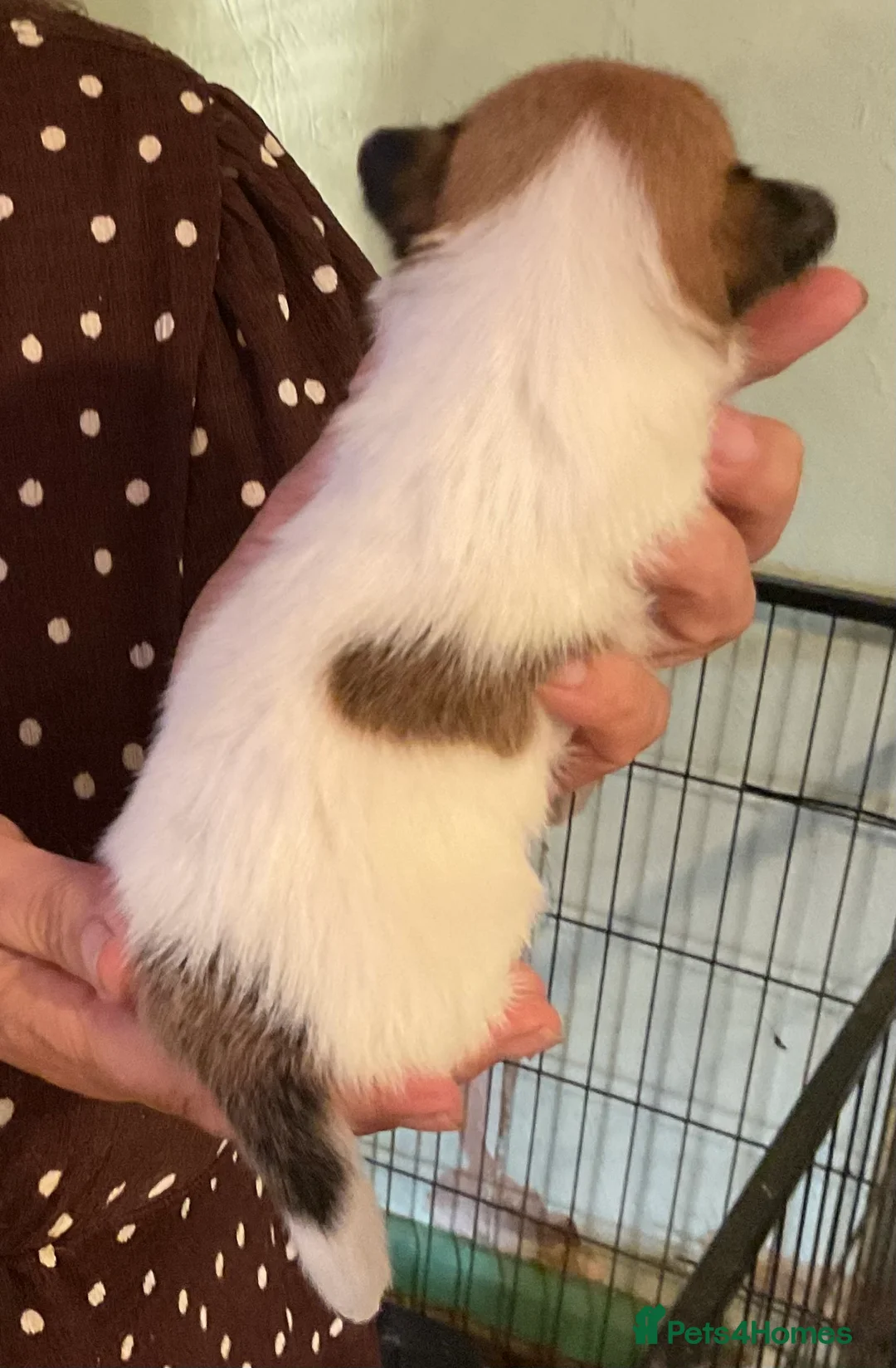 Jack Russell dogs for sale: Traditional Tiny Jack Russell, - Advert 7