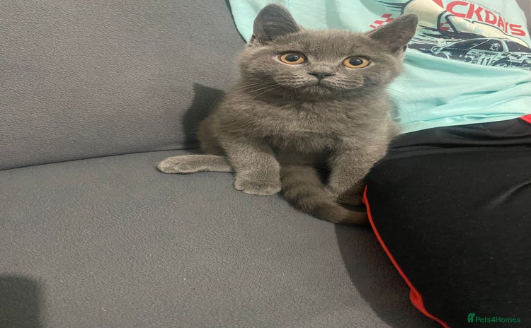 British Shorthair cats - Advert 4