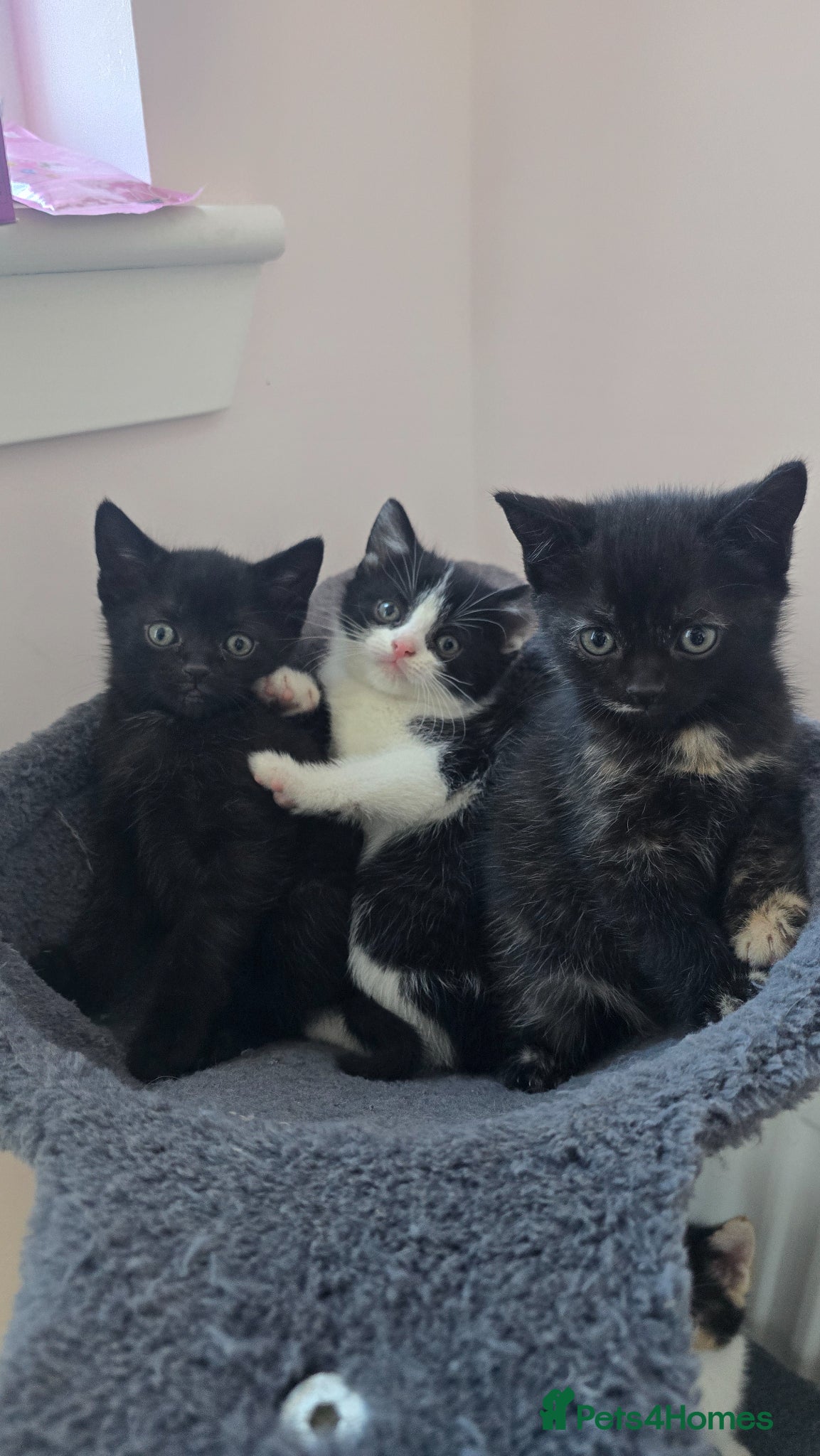 Mixed Breed cats Lovely 3 kittens 😸 2girls 1boy  - Advert 1