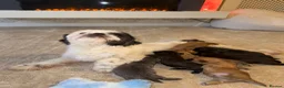 Shih Tzu dogs for sale: Shih Tzu Puppies  - Advert 23