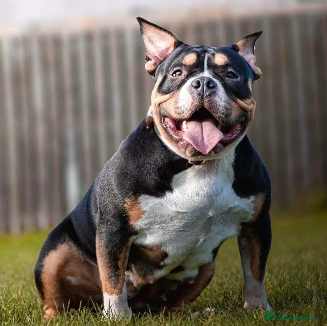 American Bully dogs for sale: Pocket bully female - Advert 2