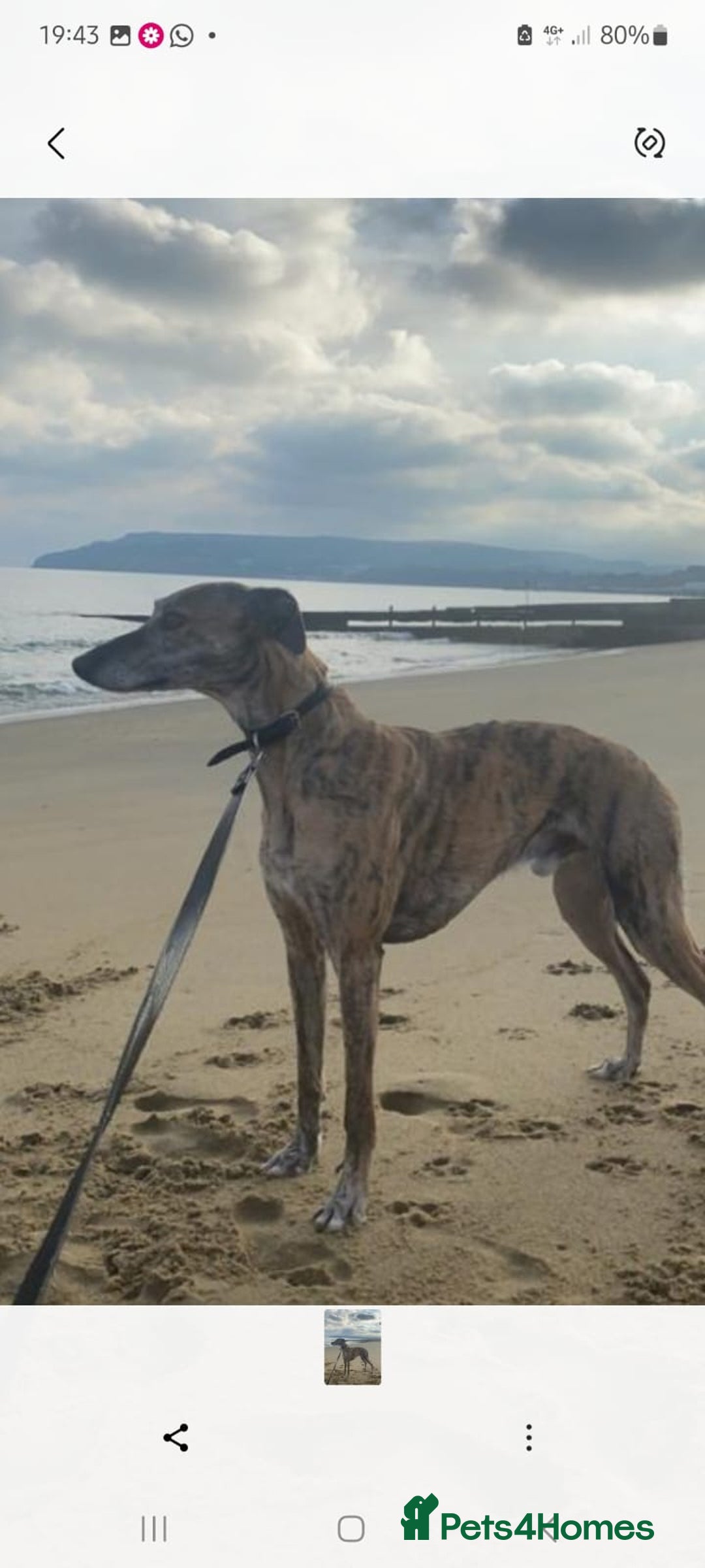 Lurcher dogs for sale: Lurcher pups for sale - Image 8