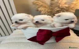 Pomeranian dogs for sale: Outstanding champion bloodline KC reg puppies  - Advert 3
