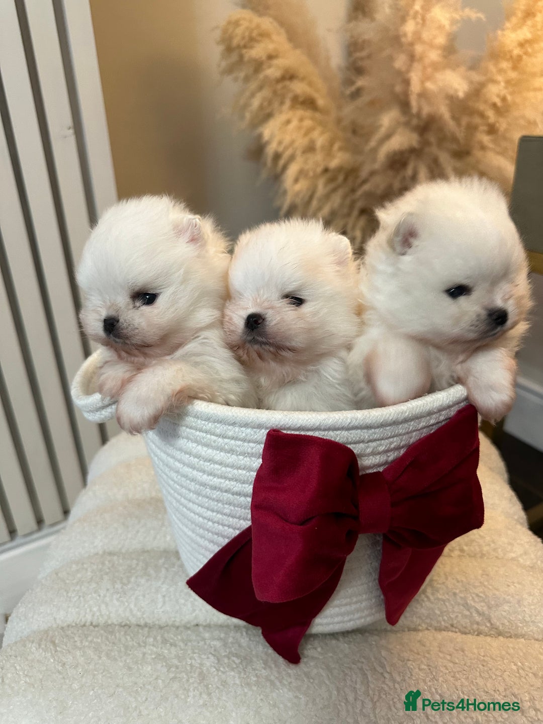 Pomeranian dogs for sale: Outstanding champion bloodline KC reg puppies  - Advert 3