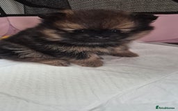 Pomeranian dogs for sale: Beautiful Pomeranian Puppies - Advert 11